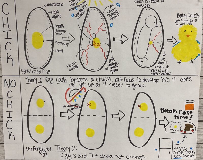 anchor chart about chickens in eggs 